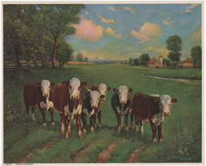 Vintage Calendar Art cows, cattle, livestock, farm life, etc.